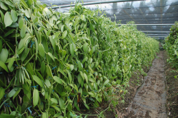 Système moderne de production de vanille, Vanilla planifolia, à La Réunion